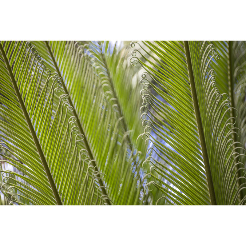 Curly Cue Leaves by Barbara Markoff - Wrapped Canvas Print, 30cm H x 46cm W