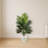 Kentia Palm Tree in White Oval Planter