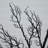 6ft. Pre-Lit Halloween Minimalist Twig Artificial Fall Tree with 320 Orange and Purple LED Lights
