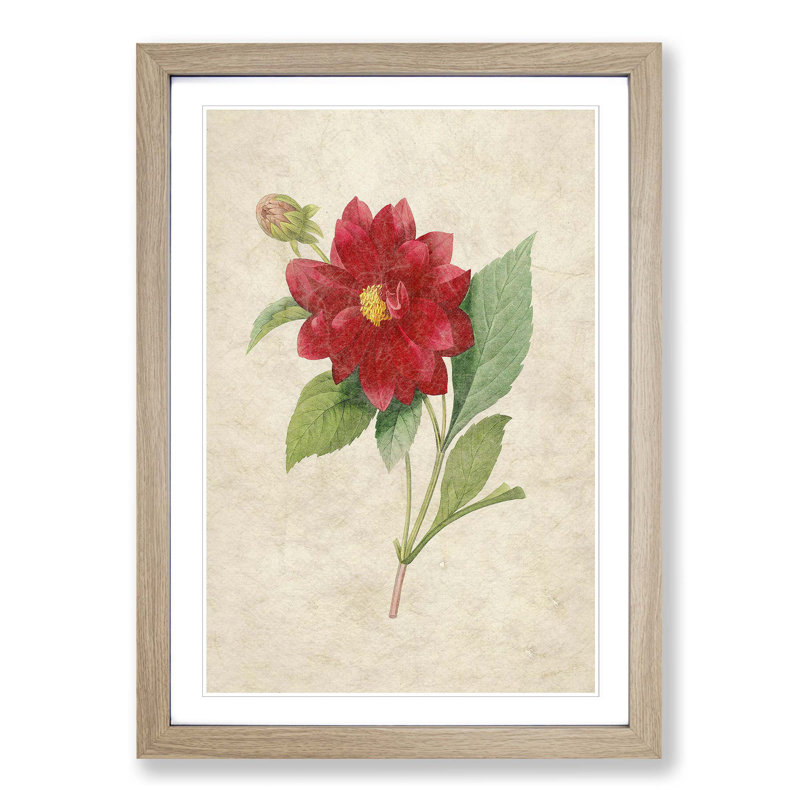 Dahlia Flowers by Pierre-Joseph Redoute - Picture Frame Painting Print, Oak Framed, 65cm H x 48cm W x 2cm D