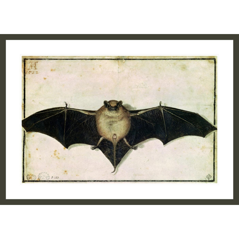 Bat by Albrecht Dürer -Framed Giclee Print, 29.64" H x 41.5" W