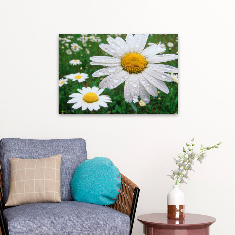 Plantes, fleurs, paysage, nature, marguerites, H 16 po x l 24 po