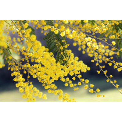 Lasedrick Mimosa In Bloom by Daniele Consorti - Wrapped Canvas Print