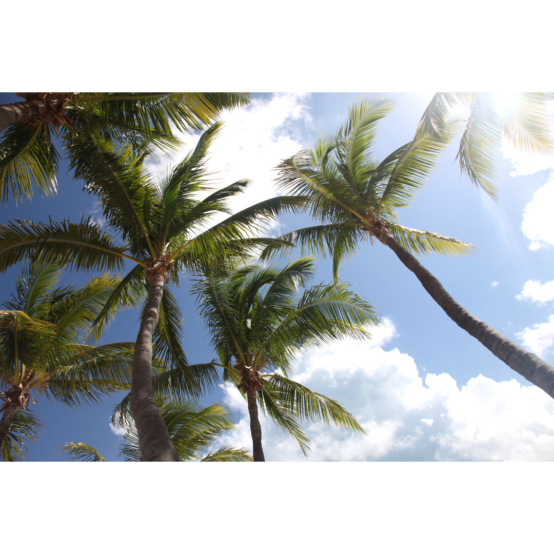 Palm Trees Florida von TriggerPhoto - Kunstdrucke auf Leinwand ohne Rahmen