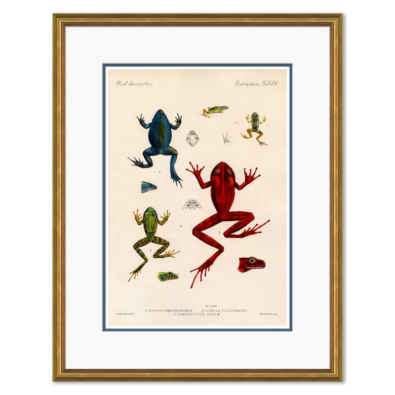 Frogs Giclee Print by Soicher Marin Archives