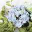 Arrangement d'hortensias en pot-510998318
