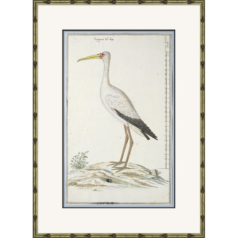 Bird Drawings, Circa 1777 Giclee Print