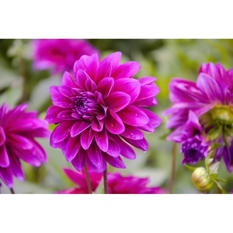 Adekemi Dahlias avec des gouttes par Dugwy, H 8 po x l 12 po