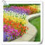 Arrangement Lillies-983255573