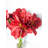 Amaryllis Arrangement in Vase