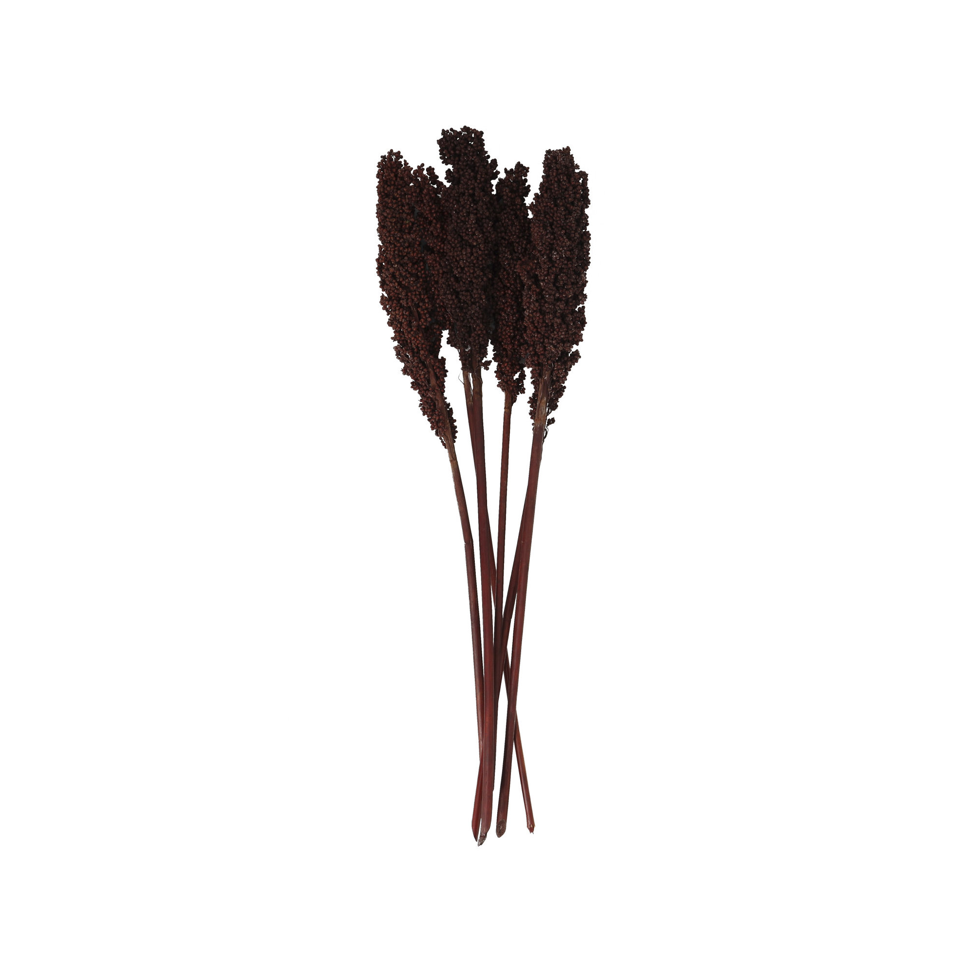 Clerkin Natural Dried Plant Floral And Botanical Artificial Foliage, Dark Brown