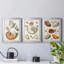 Collection de coquillages I - ensemble de 3 cadres photo sur toile-2017753907-2017753906