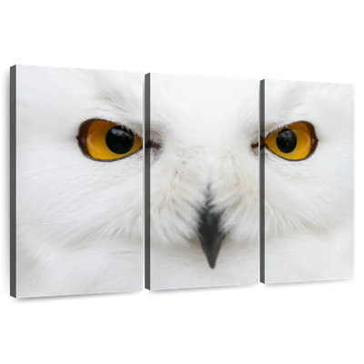 Eyes Of Snow Owl