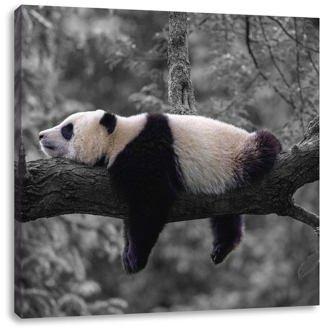 Leinwandbild Sleeping Panda on Tree Trunk in Schwarzweiß