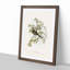 Peaceful Ground Doves by Elizabeth Gould - Picture Frame Painting Print-55578334-55578333