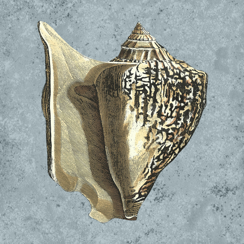 Stonewashed Shells VI - Wrapped Canvas Art Prints, 76cm H x 76cm W x 3.8cm D
