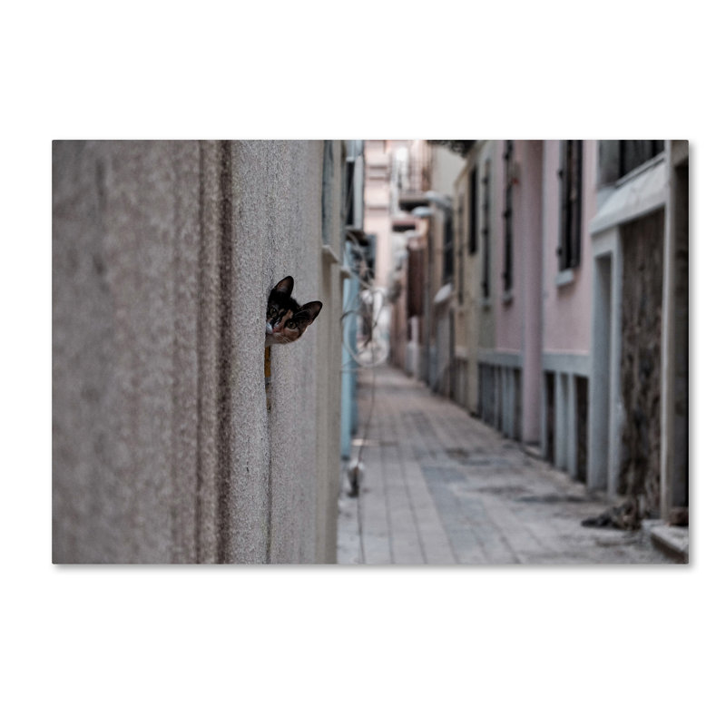 « dantel street cat », reproduction de photo sur toile tendue, H 12 po x l 19 po
