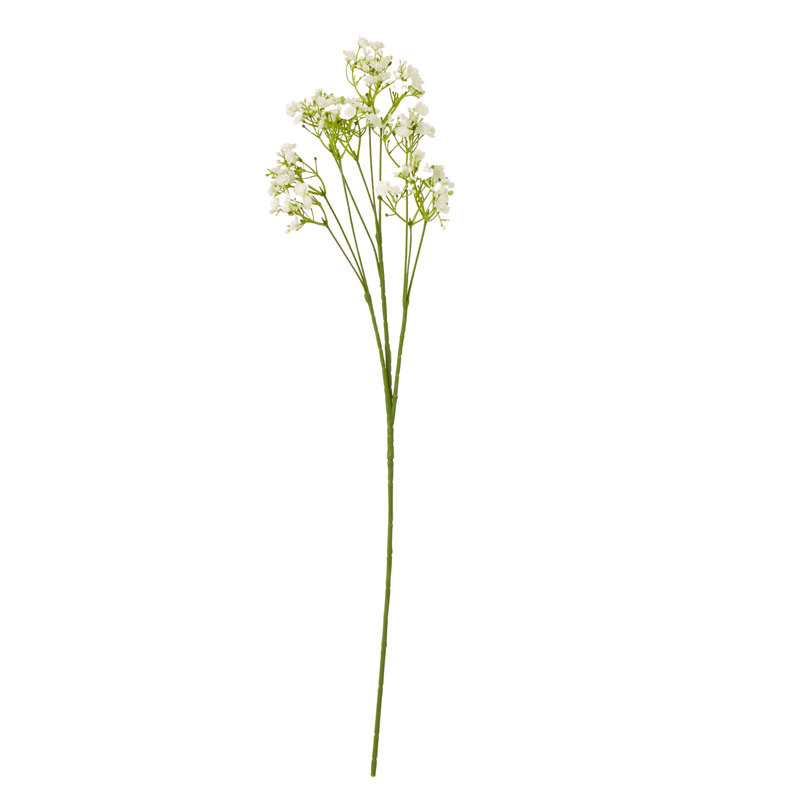 Anastasija Arrangement