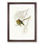 Little Lorikeets by Elizabeth Gould - Picture Frame Painting Print-55580725-55580726