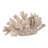 Sculpture Polyresin Coral Reef Textured Design Decorative Accent For Home Office Bedroom Living Room Display - 8" Ivory