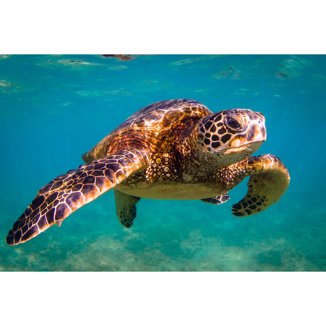 Leinwandbild Hawaiian Green Sea Turtle von Shane Myers Photo