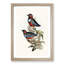 Macklots Pitta Birds by Elizabeth Gould - Framed Print-55577332-55577333