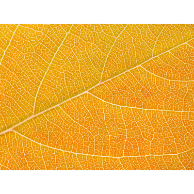 Philippe Monthoux  Autumn Leaf  by Philippe Monthoux