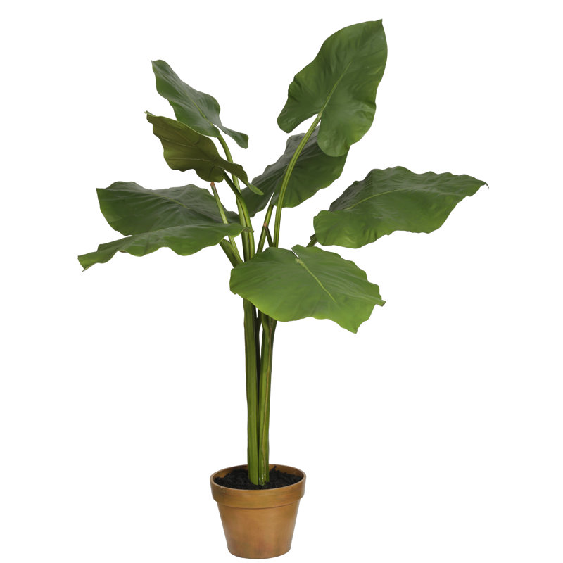 Clapp alocasia en pot