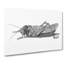 Cricket In Black And White by George Shaw - Wrapped Canvas Painting-55316034