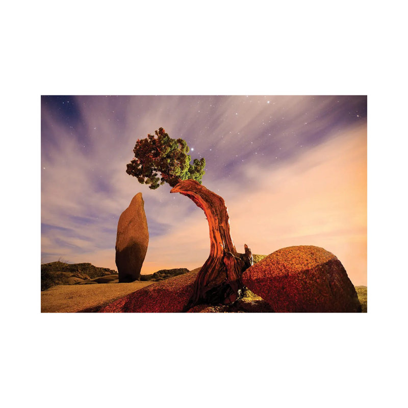 Juniper Tree At Jumbo Rocks - Joshua Tree National Park by Zoe Schumacher - Wrapped Canvas Print, 20.32 cm H x 30.48 cm W