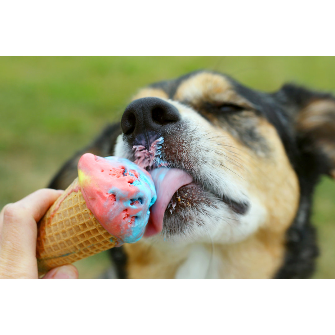 Leinwandbild Glücklicher Hund leckt Eiscreme-Tüte