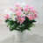 Rose/Blanc