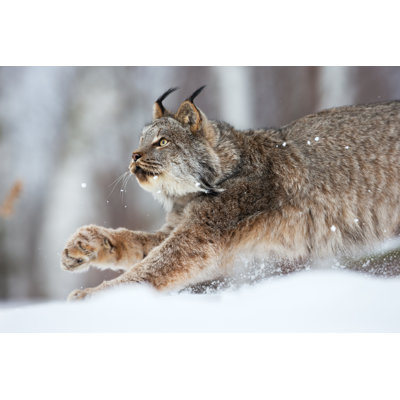Lynx on The Prowl by Jimkruger
