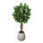 Oriental Ficus Tree in Stone Pot