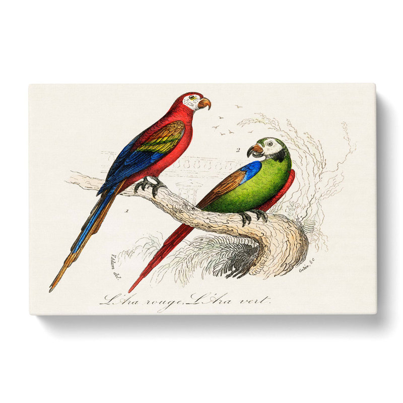 Macaw - Wrapped Canvas Painting, 50cm H x 76cm W x 3cm D