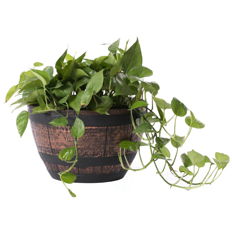 Evry Pot Planter, 8" H x 13" W x 13" D