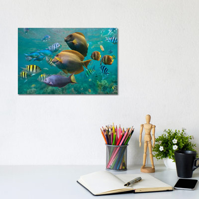 Butterflyfish, Damselfish, Sergeant, Ray-Finned Fish, And Wrasse, Philippines by Tim Fitzharris - Gallery-Wrapped Canvas Giclée on Canvas