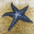 Beautiful starfish - 32"x32" art on canvas