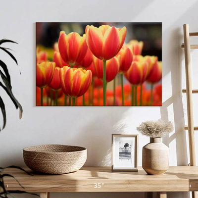 Tulipes hybrides Harnek Darwin
