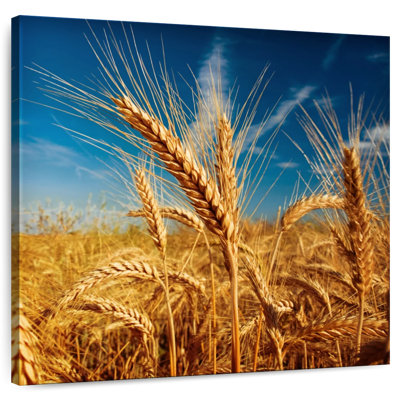 Harnek Spiky Wheat Ears