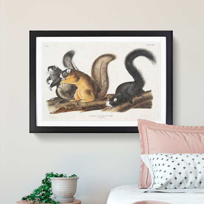 Fox Squirrels by J.W. Audubon - Framed Print, Black Framed, 27cm H x 36cm W x 2cm D