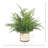 Faux Fern Plant in Glass Vase