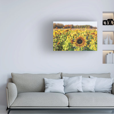 Wrapped Canvas Wall Art - Kurt Shaffer 'Sunflower in a field of sunflowers' Wall Art for Living Room, Bedroom, or Office Décor  - 16x24