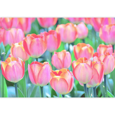 Fleur de tulipe rose néon