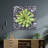 " Echeveria Spruce Oliver "-731427065