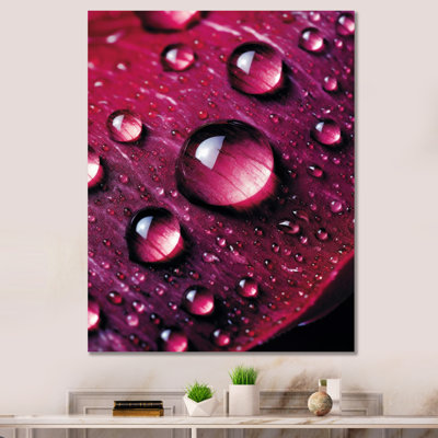 " Red Rose With Raindrops XVI "