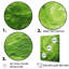 «Green Serene Spiral Dreams IV - Abstract Spirals Wall Decor_106195»-95909928-95909933