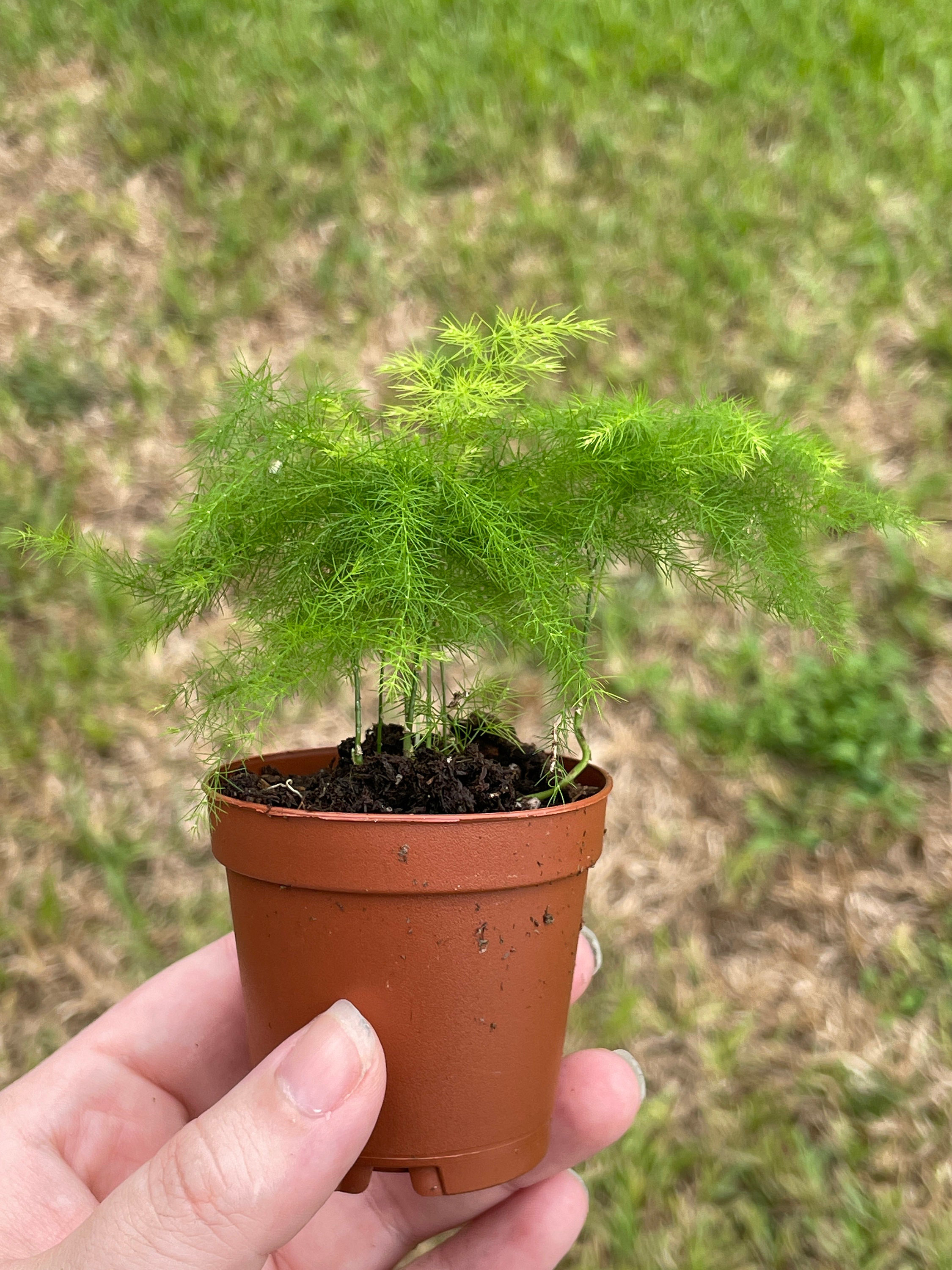 Asparagus Fern (Asparagus setaceus)