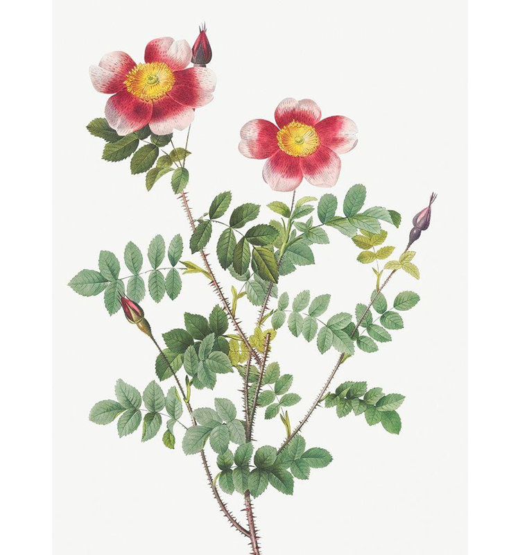 «Redoute», reproduction d'art sur toile tendue par la galerie Pierre Joseph: Burnet Rose, Rosa pimpinellifolia flore variegato