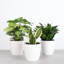 Live Low Light Houseplant Set-70535092